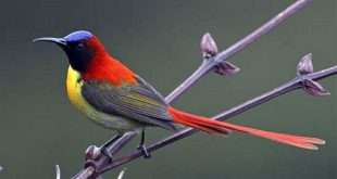 moutusi+bird+mbd-9