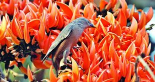 palash-ok - Copy