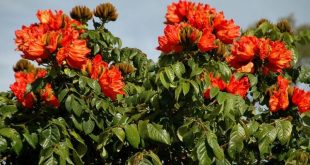 rudro+palash+mbd-3