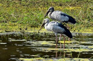 shamuk+bhanga++bird+mbd