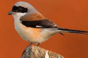 tamapith+latora+mbd-4