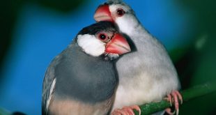 zebra+finch-bird+mbd-6