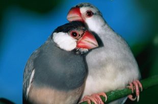 zebra+finch-bird+mbd-6