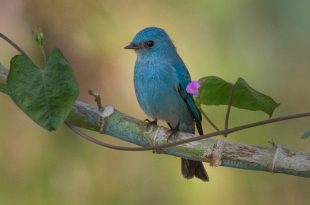 ambor+chutki+bird+mbd-ok-6