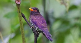 beguni+bird+mbd-4