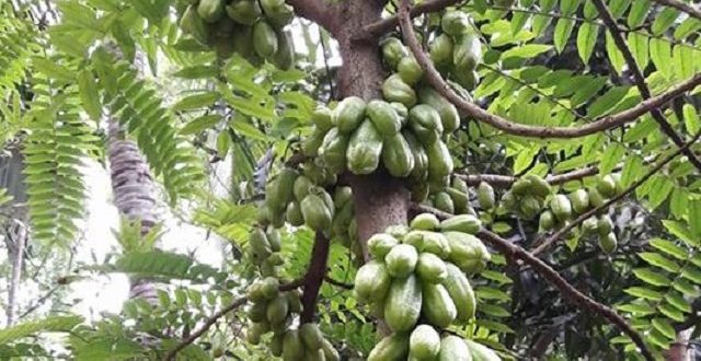 bilombi+fruite+mbd-4