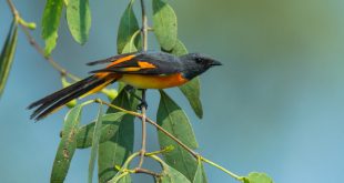 chhoto+seheli+bird+mbd-8
