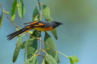 chhoto+seheli+bird+mbd-8