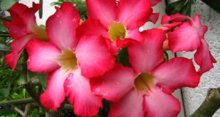 kalachuchi+flower+mbd