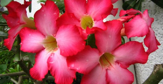 kalachuchi+flower+mbd