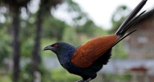 Greater Coucal or Crow Pheasant (Centropus sinensis)