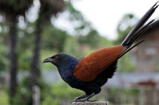 Greater Coucal or Crow Pheasant (Centropus sinensis)