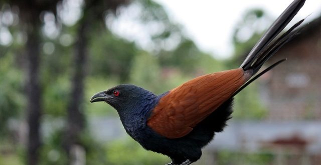 Greater Coucal or Crow Pheasant (Centropus sinensis)