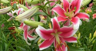 liliam+flwer+mbd-6