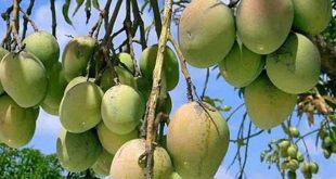 mango+lashanvog+mbd