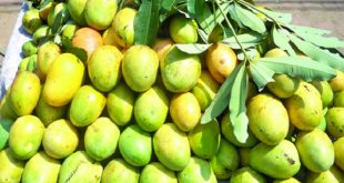 mango+mbd-9