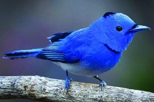 nila+kotok+tia+bird+mbd