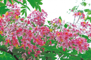 red+sonail+flwer+mbd