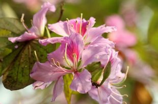 rokto+kanchon+flwer+mbd-2