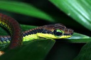 rongila+geso+sap+mbd-2