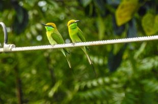 sabuj+banshpati+bird+mbd-2