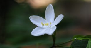 shatkanchan+flower+mbd-3