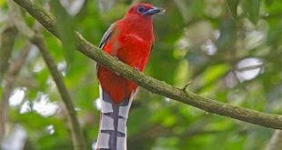 trogon+red+headed+bird+mbd