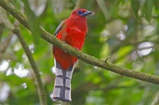 trogon+red+headed+bird+mbd