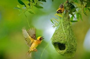 Black+breasted+weaver+mbd-5