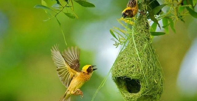 Black+breasted+weaver+mbd-5