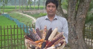 Nilphamari+agriculture+mbd