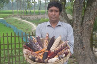 Nilphamari+agriculture+mbd