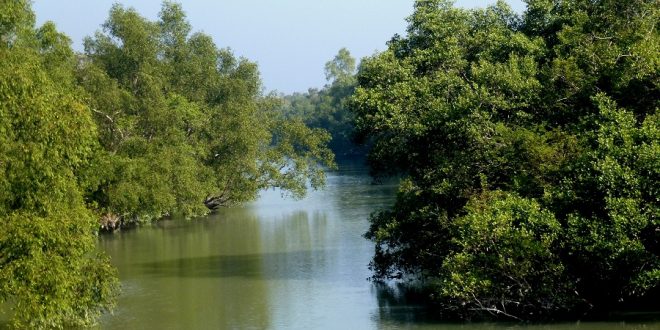 Sundarban+mbd-ok