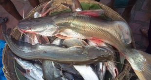 air+fish+mbd-4