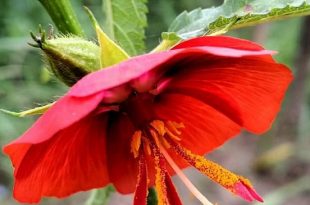 dupurmoni+flower+mbd