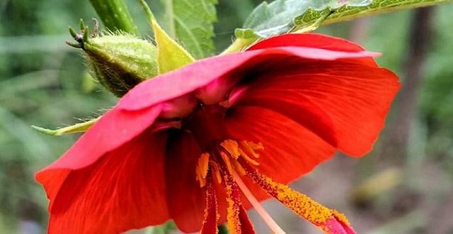 dupurmoni+flower+mbd