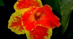 kalabati+flower+mbd-9