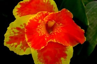 kalabati+flower+mbd-9