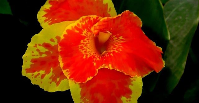 kalabati+flower+mbd-9