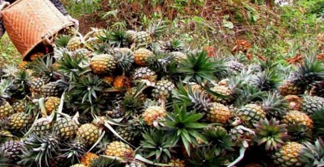 pineapple+mbd-3