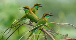 suie+chora+bird+mbd-2