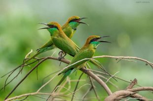 suie+chora+bird+mbd-2