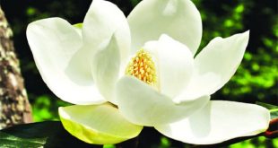 Magnolia+flower+mbd-3