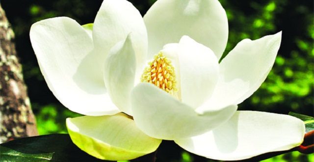 Magnolia+flower+mbd-3