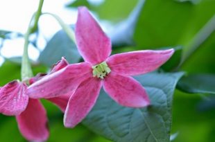 mathumanjury+flower+mbd