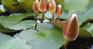 shapla+flower+mbd-4