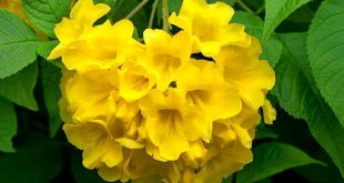 tecoma+flower+mbd-5