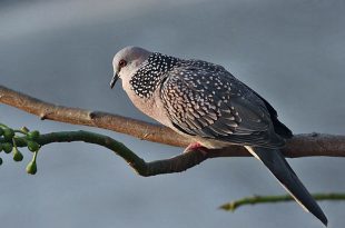 tila+ghu+ghu+bird+mbd-3