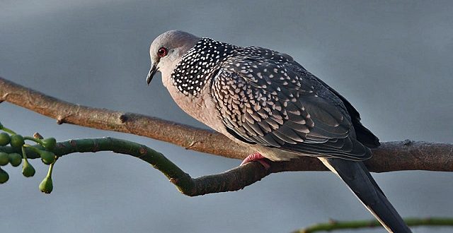 tila+ghu+ghu+bird+mbd-3