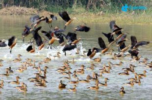 Winter-birds-600x414